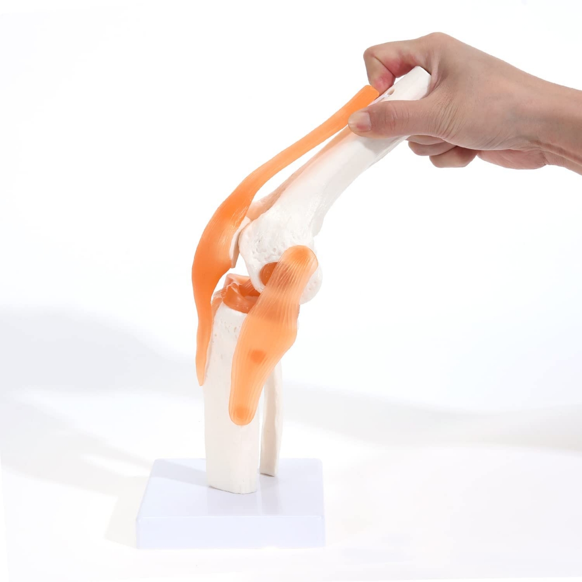 Knee Joint Model With Flexible Ligaments (Life Size) For Anatomical ...